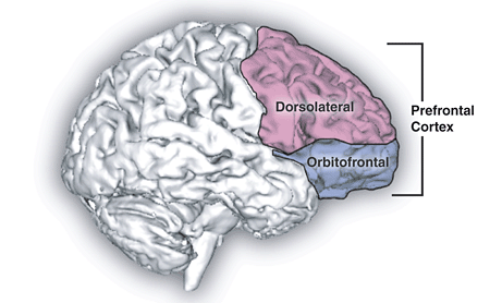 Файл:Prefrontal cortex.png