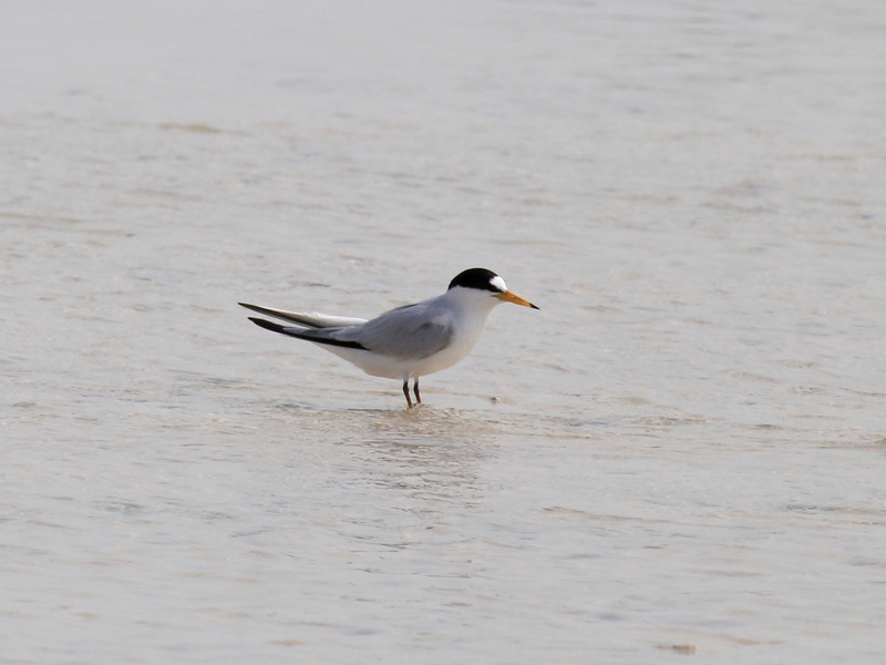 File:Saunders's Tern (Sternula saundersi), Jeddah, Saudi Arabia (crop).jpg