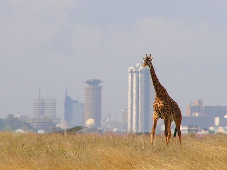 Файл:A lone giraffe in Nairobi National Park.jpg