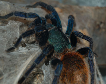 File:Greenbottle Blue Tarantula (Chromatopelma cyaneopubescens).jpg