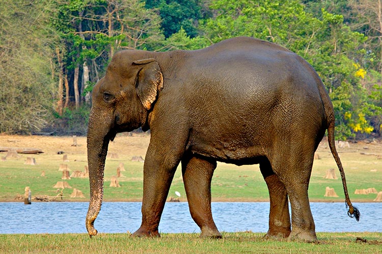 File:IndianElephant.jpg