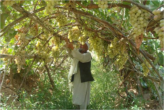 Файл:Tunnelerziehung Afghanistan 02.jpg