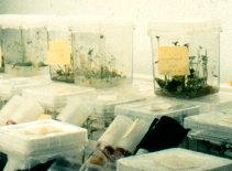 Plant Tissue culture.jpg