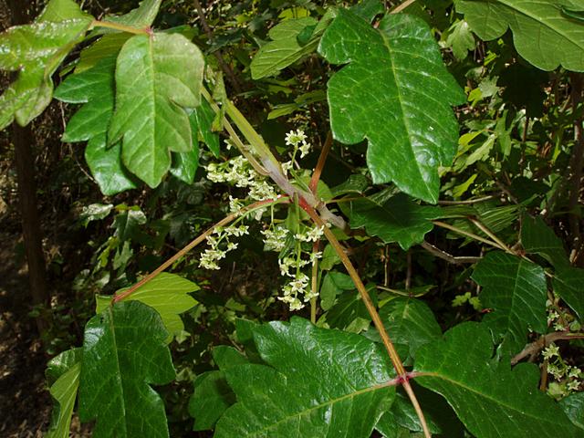 File:Poison-oak-flowering.jpg