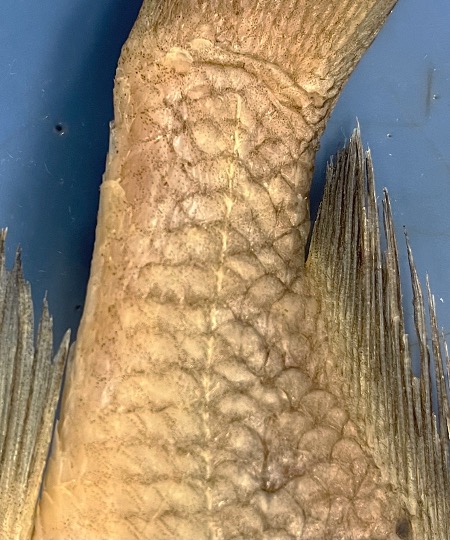 File:Scales of a Perch Fish.jpg