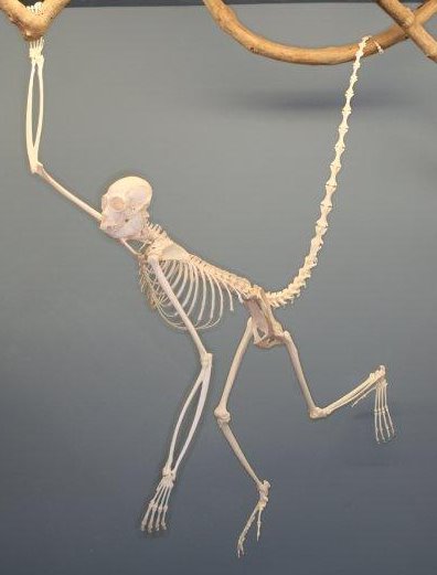 File:Spider Monkey Skeleton.jpg