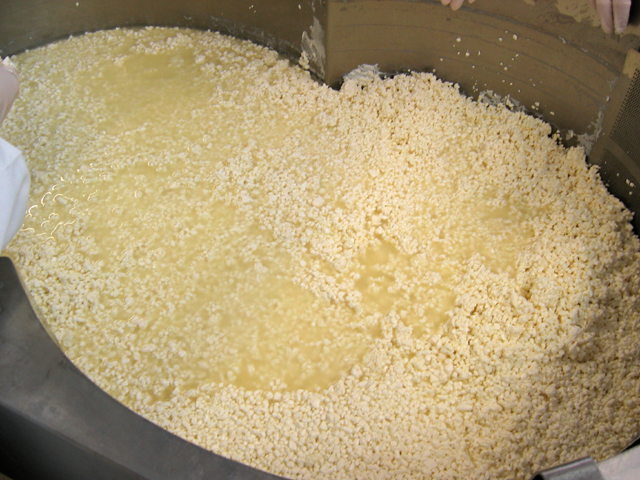 File:Draining Curds.jpg