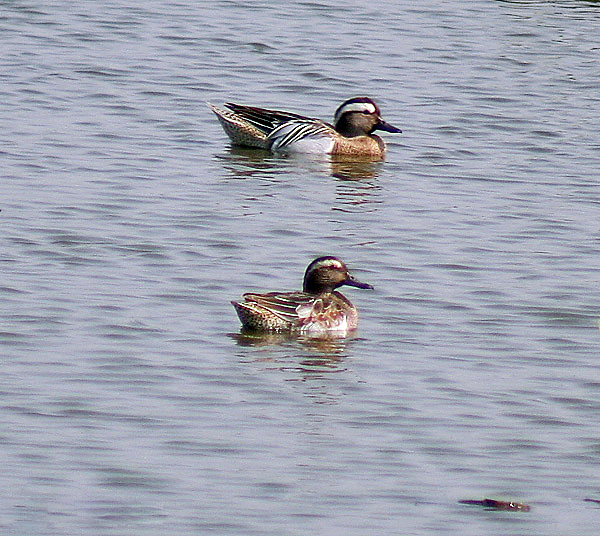 File:Garganey I2 IMG 1122.jpg