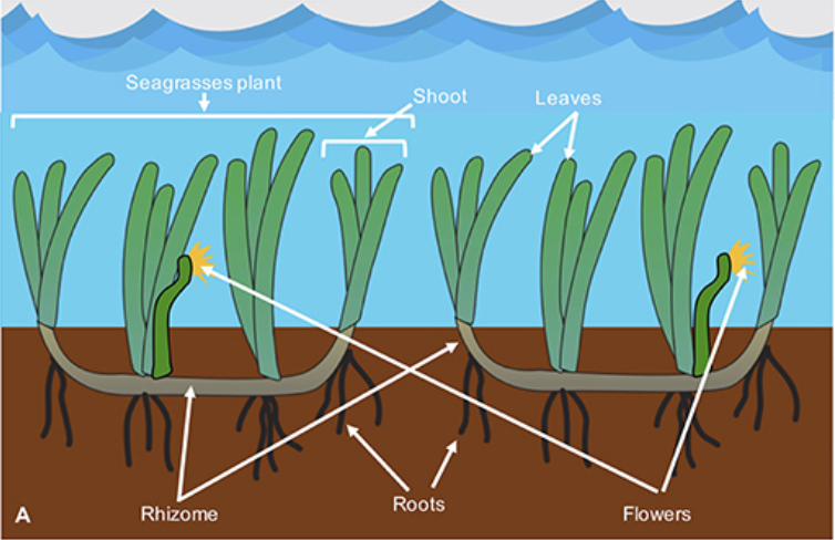 File:Labelled drawing of seagrass plants.png