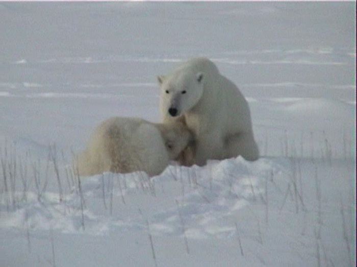 File:Nursing Ursus maritimus.jpg