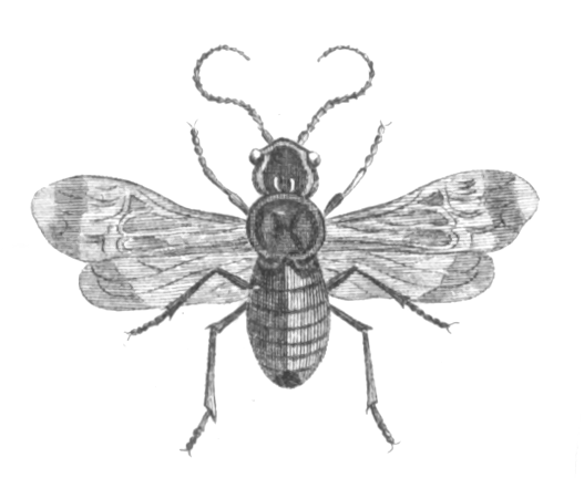 File:Cephalcia clarkii.png