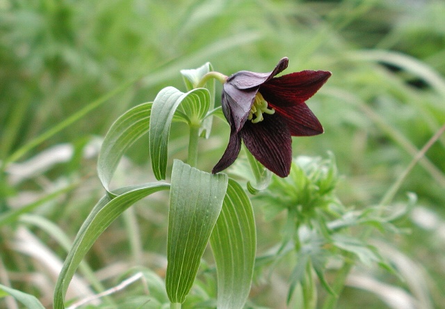 File:Fritillaria camschatcensis 20010706.jpg