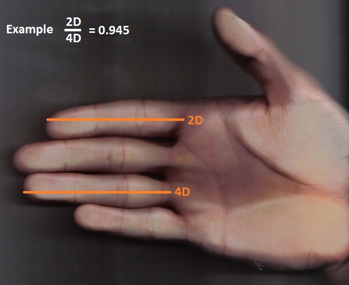 File:Hand zur Abmessung 2D4D.jpg