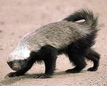 Archivo:Honey badger.jpg