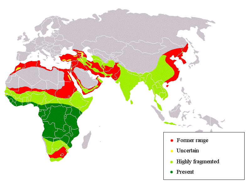 Archivo:Leopard distribution.gif