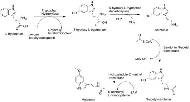 File:Melatonin biosynth.jpg