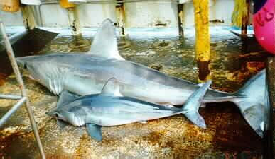 Archivo:Porbeagle two sizes.jpg