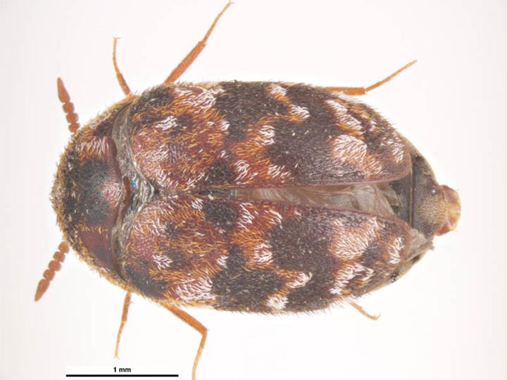 File:Trogoderma versicolor.jpg