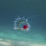 Turritopsis dohrnii achieves biological immortality by transfering its cells back to childhood [198][199]