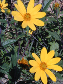 File:Eggert's Sunflower.jpg