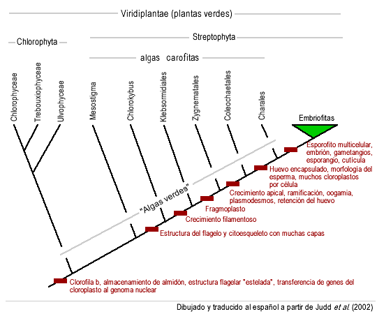 Archivo:Filogenia-viridofitas.gif