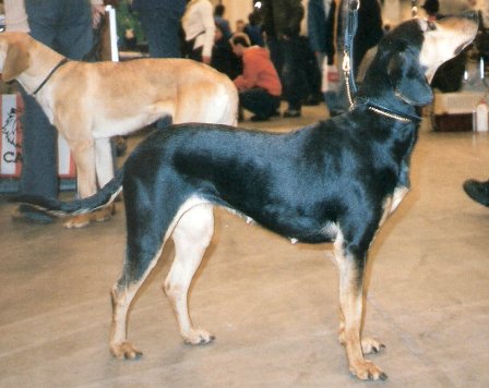 Archivo:Hellenic Hound aka Hellinikos Ichnilatis.jpg