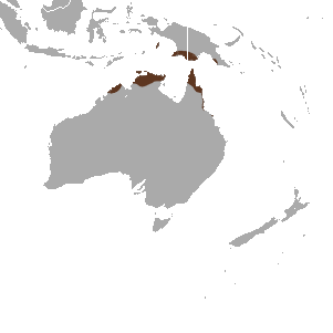 Файл:Red-cheeked Dunnart area.png