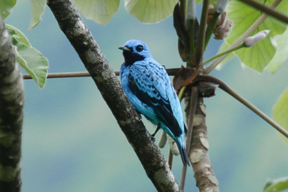 Файл:Turquoise Cotinga (cropped).jpg