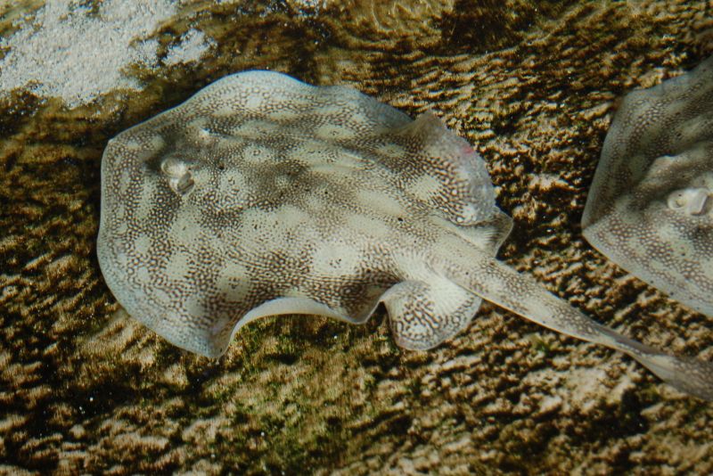 File:Yellow stingray mote marine.jpg