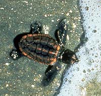 File:Baby sea turtle.jpg