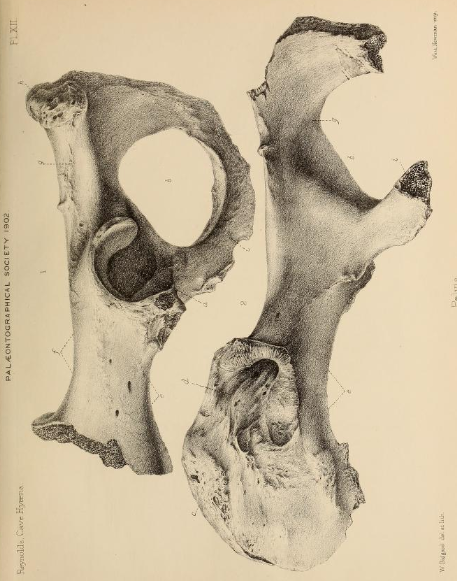 Archivo:British Pleistocene Mammalia (1866) Cave Hyena Pelvis.png