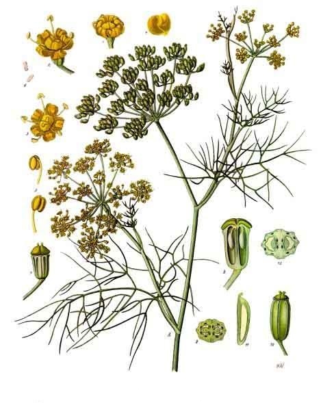 File:Foeniculum vulgare - Köhler–s Medizinal-Pflanzen-148.jpg