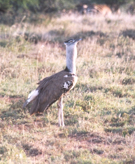 File:Kori Bustard.jpg