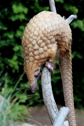 Файл:Manis tricuspis San Diego Zoo 03.2012.jpg