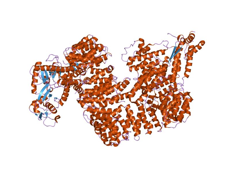 File:PDB 1u6g EBI.jpg