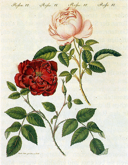 File:Rosa chinensis 1795.jpg