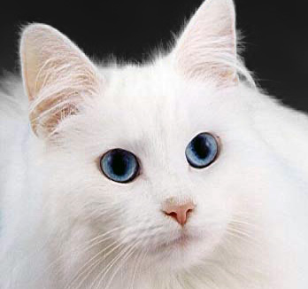 File:WhiteCat.jpg