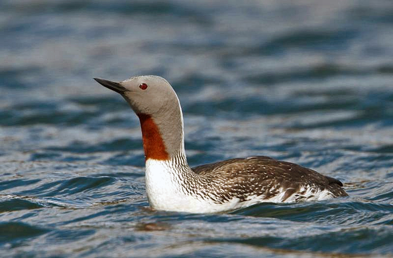 File:Gavia stellata -Iceland -swimming-8.jpg