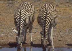 File:00296 zebra.jpg