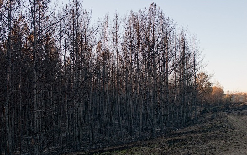 Файл:Forest after fire, TLT 2010.jpg