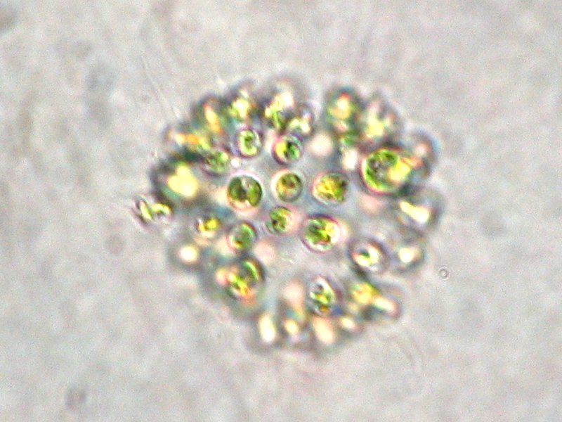 Файл:Microcystis aeruginosa.jpeg