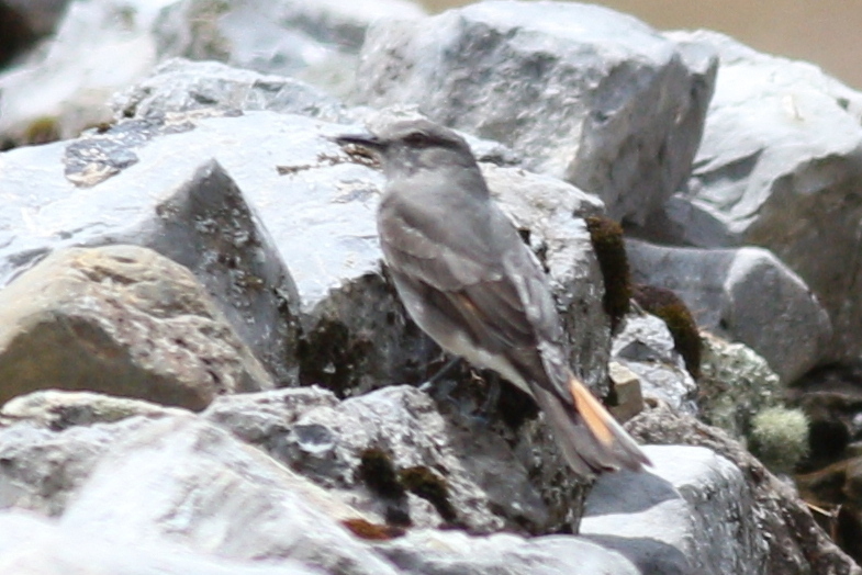 Archivo:Rufous-webbed Bush Tyrant.JPG