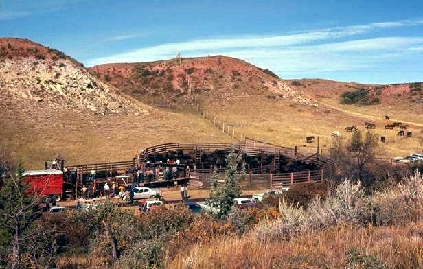 File:Wild horses at Theodore Roosevelt NP.jpg