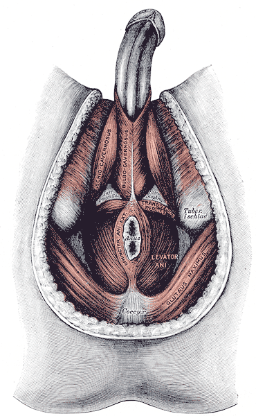 File:Muscles of the male perineum-Gray406.png