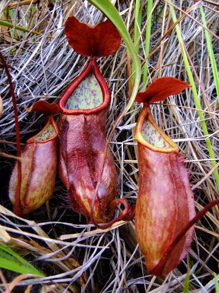 File:Nepenthes kerrii.jpg