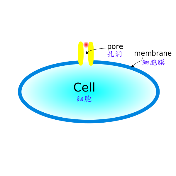 File:Pore structure representation 1.png