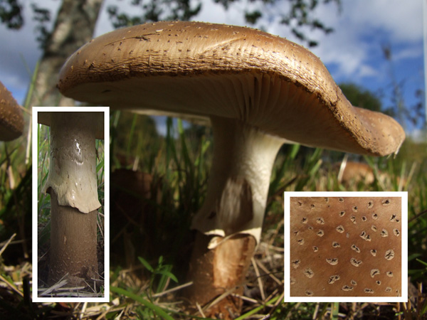 File:Amanita Pantherina 03.jpg