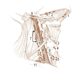 File:Illu lymph chain02.jpg