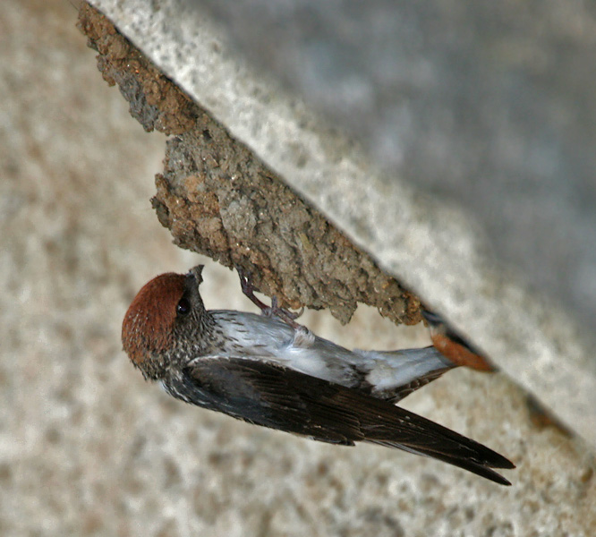 File:Streaked-throated Swallow (Hirundo fluvicola) building nest W IMG 2372.jpg