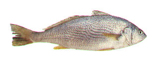 File:Umbrina roncador mspc098.jpg